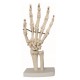 Articulación de Rodilla tamaño real