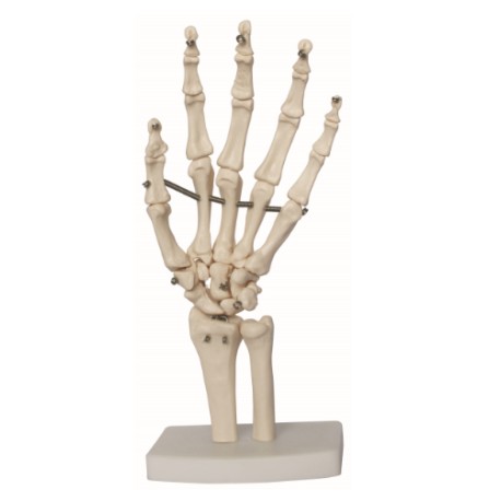 Articulación de Rodilla tamaño real