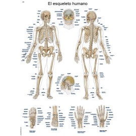 LÁMINA "El esqueleto humano", 50x70cm erler zimmer