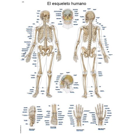LÁMINA "El esqueleto humano", 50x70cm erler zimmer
