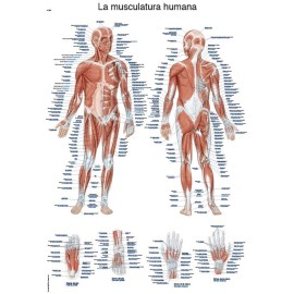 LÁMINA "La musculatura humana", 50x70cm erler zimmer