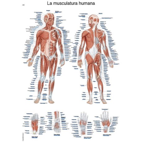 LÁMINA "La musculatura humana", 50x70cm erler zimmer