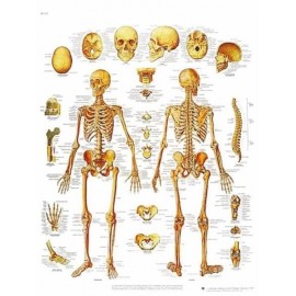 ESQUELETO HUMANO (AXO-VR3113)
