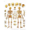 ESQUELETO HUMANO (AXO-VR3113)