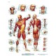 MUSCULATURA HUMANA (AXO-VR3118)