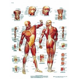 MUSCULATURA HUMANA (AXO-VR3118)