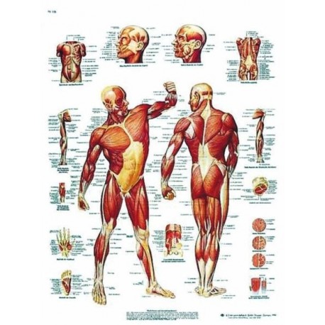 MUSCULATURA HUMANA (AXO-VR3118)