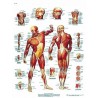 MUSCULATURA HUMANA (AXO-VR3118)