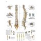 COLUMNA VERTEBRAL