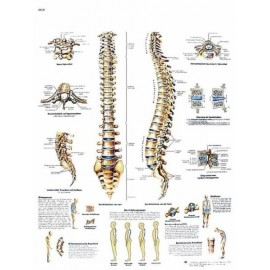 COLUMNA VERTEBRAL