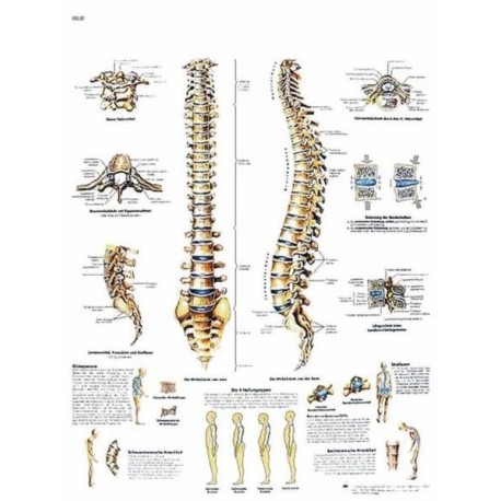 COLUMNA VERTEBRAL