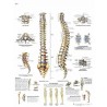 COLUMNA VERTEBRAL