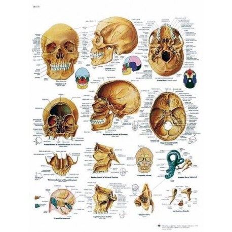 CRANEO HUMANO