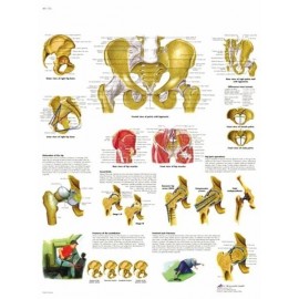 PELVIS Y CADERA