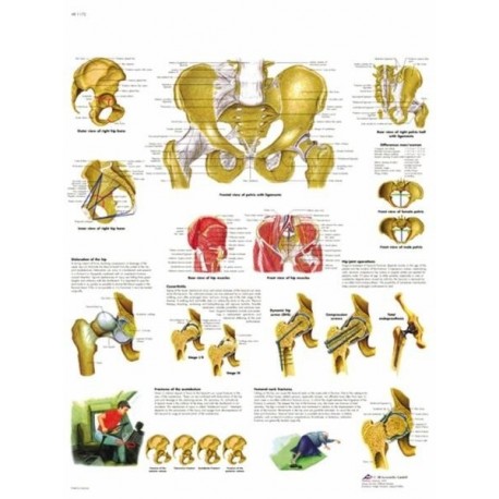 PELVIS Y CADERA