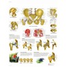 PELVIS Y CADERA