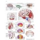 EL CEREBRO HUMANO
