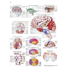 EL CEREBRO HUMANO