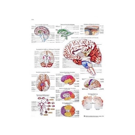 EL CEREBRO HUMANO