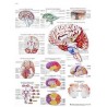 EL CEREBRO HUMANO