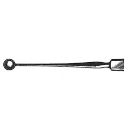 Cucharilla Osea