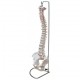 Columna vertebral con pelvis, tamaño real. (FIS-1004)