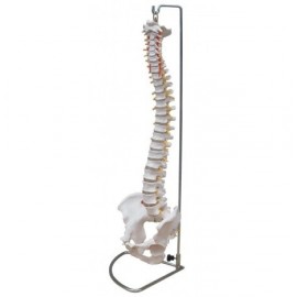 Columna vertebral con pelvis, tamaño real. (FIS-1004)