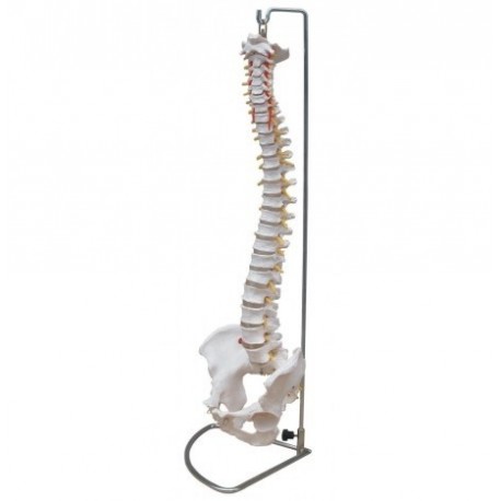 Columna vertebral con pelvis, tamaño real. (FIS-1004)