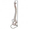 Columna vertebral con pelvis, tamaño real. (FIS-1004)