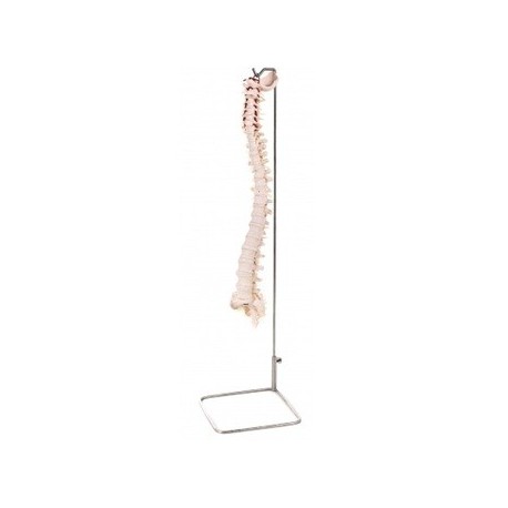 Columna vertebral sin pelvis. (481-A11106)