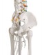 ESQUELETO CLASICO. Soporte con ruedas (EM-11P)