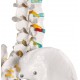 ESQUELETO CLASICO. Soporte con ruedas (EM-11P)
