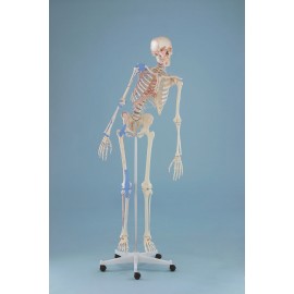Esqueleto MAX tamaño real con marcas musculares, columna flexible y ligamentos (ER-3016)