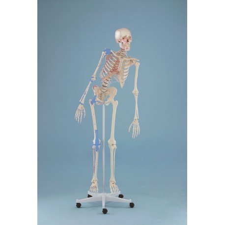 Esqueleto MAX tamaño real con marcas musculares, columna flexible y ligamentos (ER-3016)