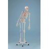 Esqueleto MAX tamaño real con marcas musculares, columna flexible y ligamentos (ER-3016)