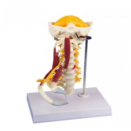 Vertebras cervicales con músculos (ER-4035)