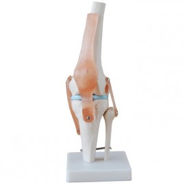 Articulación de Rodilla tamaño real