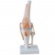Articulación de Rodilla tamaño real (FIS-962CAL)