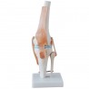 Articulación de Rodilla tamaño real (FIS-962CAL)