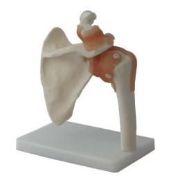 Articulación de Hombro de Tamaño Real