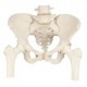 Pelvis con sacro (FIS-XC119)