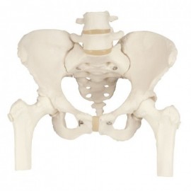 Pelvis con sacro (FIS-XC119)