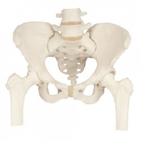 Pelvis con sacro (FIS-XC119)