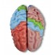 Cerebro humano funcional y regional, Tamaño real, 5 piezas