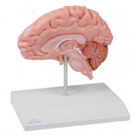 Hemisferio anatómico de cerebro, tamaño natural