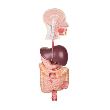 Modelo sistema digestivo humano