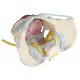 Pelvis femenina con ligamentos, nervios y suelo pélvico