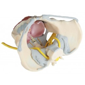 Pelvis femenina con ligamentos, nervios y suelo pélvico