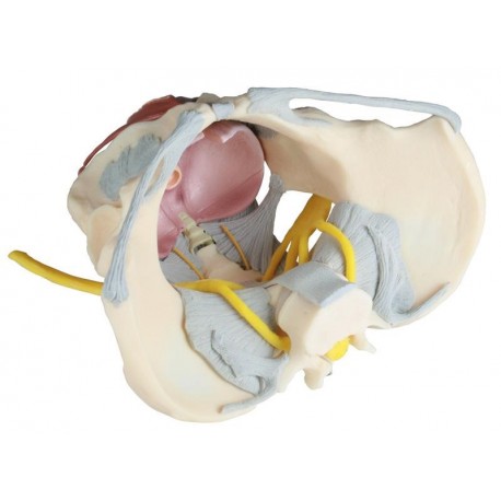 Pelvis femenina con ligamentos, nervios y suelo pélvico