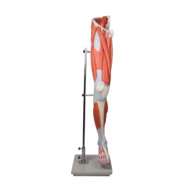Modelo Musculatura completa de la pierna, 13 piezas
